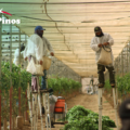 Los Pinos: Liderando con Calidad y Seguridad Alimentaria 